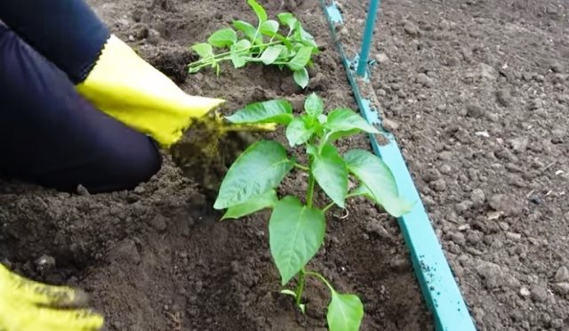 Ашық жерге отырғызу алдында сау көшеттер