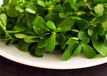 Свежесобранный урожай портулака для кулинарных целей