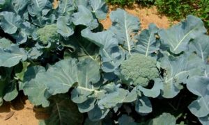 Уход за посадками брокколи рыхление почвы