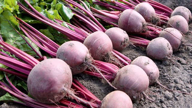 Готовый урожай свеклы для зимнего хранения