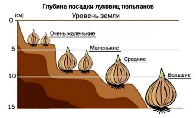 Правильная глубина посадки тюльпанов