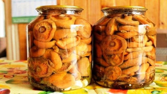 Закатка рыжиков на зиму