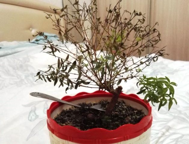 Диагностика проблем роста мирта
