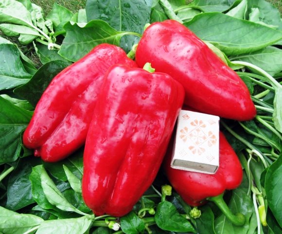 Сорт перца Агаповский