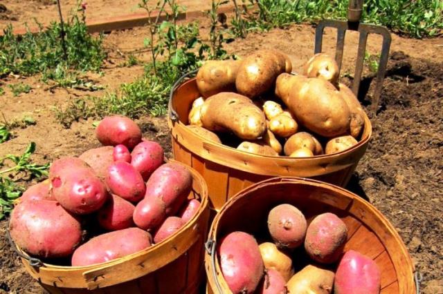 Правильная просушка картофеля