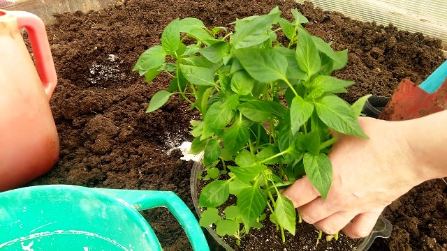 Процесс высадки рассады в лунки