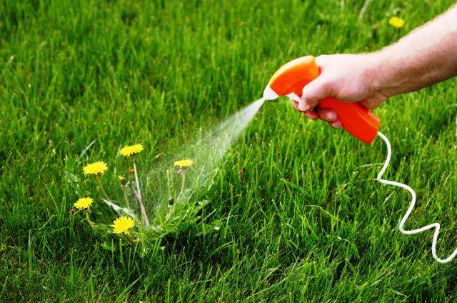 Roundup 2026: қолдану жөніндегі нұсқаулық, мөлшерлеу, қалай сұйылту керек, қандай дақылдарға қолданылады
