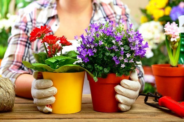 Жабық өсімдіктердегі шымшықтар: 2026 жылы олардан қалай құтылуға болады, алдын алу