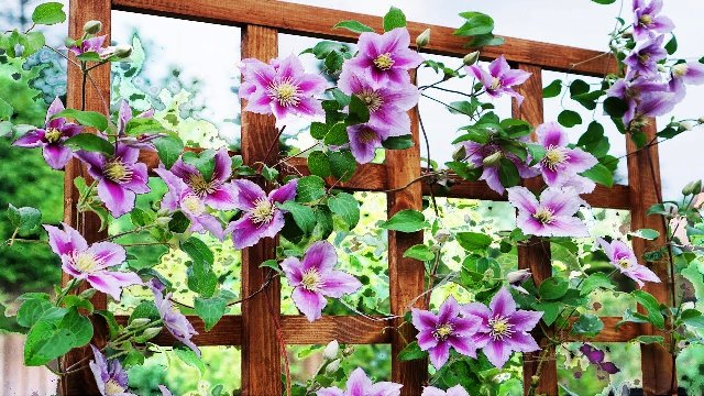 Лианы клематиса, тянущиеся вверх по деревянной решетке