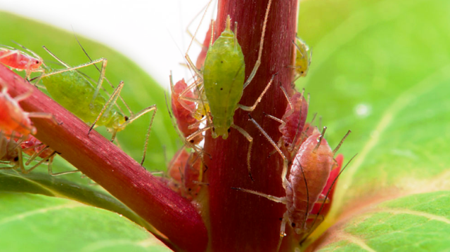 2026 жылы үйдегі бөлме өсімдіктеріндегі тлиден қалай құтылуға болады