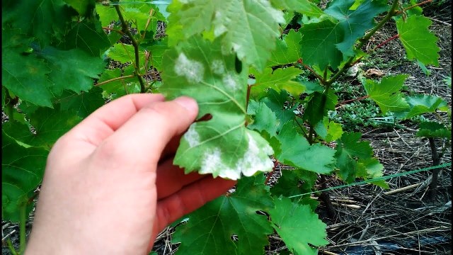 Первые признаки милдью на виноградных листьях