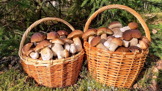 Грибник в лесу с ножом и лукошком