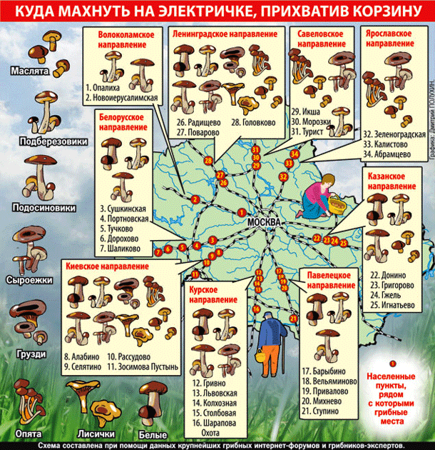 Схема расположения лесных грибных зон