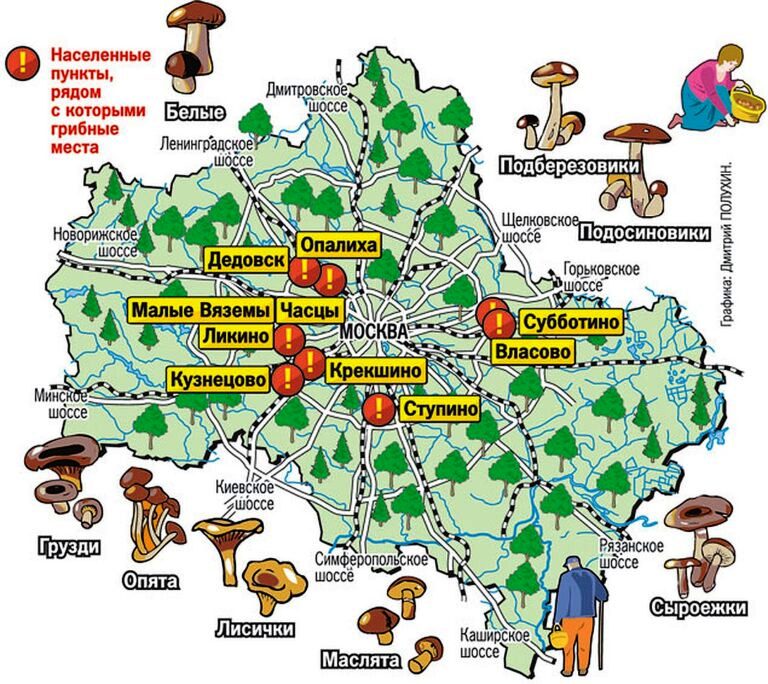 Лес с подосиновиками в Подмосковье