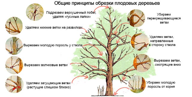 Схема правильных спилов ветвей
