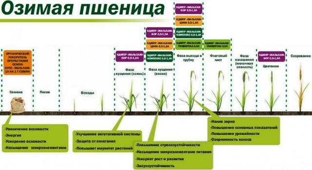 Ростки озимой пшеницы осенью