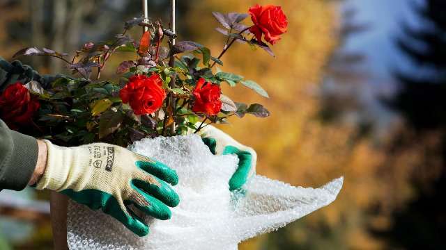 Қыста раушандарды қалай дұрыс жабу керек: әдістері мен мерзімдері