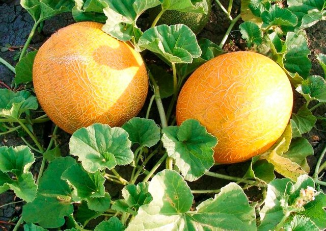 Қауын – ашық жерде өсіру және күтім жасау