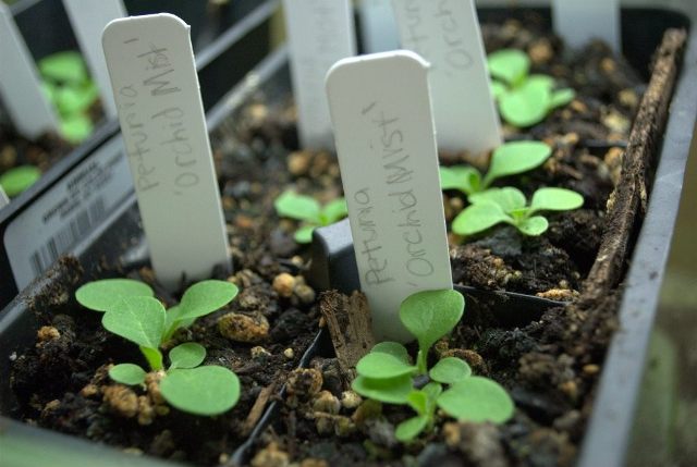Корневая система петунии после пикировки