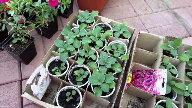 Посевы калибрахоа под пленкой