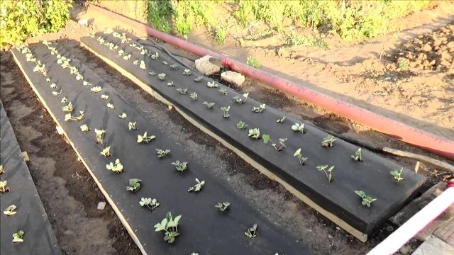Посадка клубники под черное агроволокно