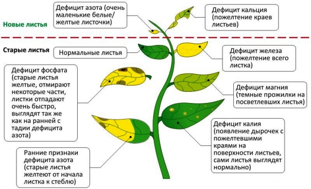 Признаки дефицита питания у перца