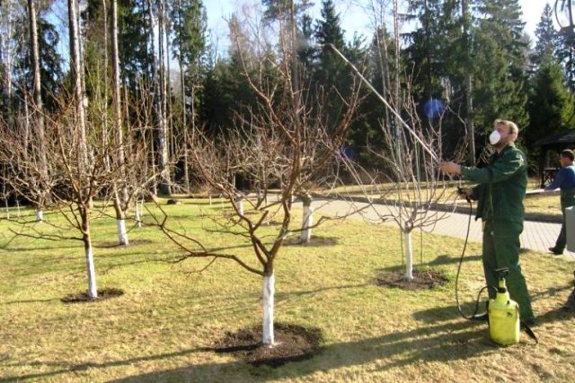Правильные сроки обработки деревьев и кустарников осенью