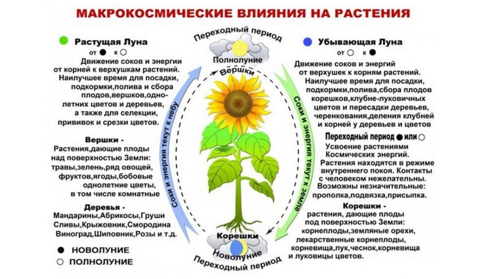 Влияние фаз Луны на развитие корневой системы и надземной части растений
