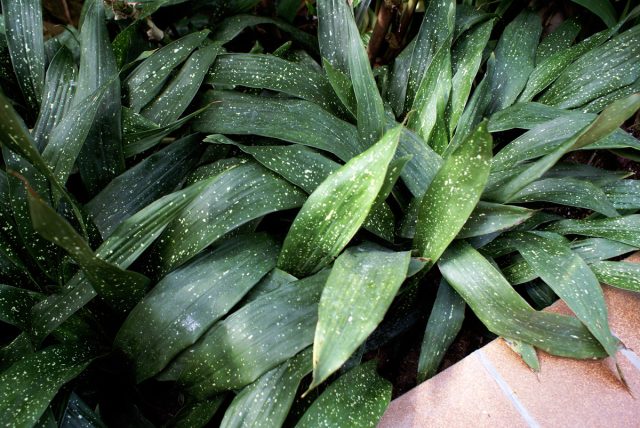 Аспидистра (Aspidistra) – отличный выбор для тех, чей дом не преисполнен солнечного света Аспидистра в интерьере с низким уровнем освещения