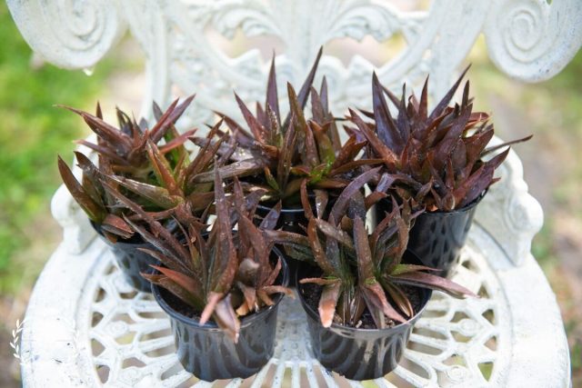 Алоэ «Блэк Джем» (Aloe 'Black Gem' удивит своей способностью менять расцветку в зависимости от освещенности Разнообразие оттенков алоэ Блэк Джем в зависимости от света