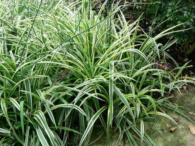 Хлорофитум капский (Chlorophytum capense) легко укоренить через розетку с воздушными корнями Процесс размножения хлорофитума через воздушные розетки