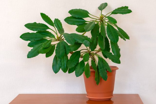 Молочай (Euphorbia leuconeura) привлекает внимание кожистыми листочками с белыми прожилками и толстым, брутально-грубоватым ребристым стволом Внешний вид молочая беложильчатого