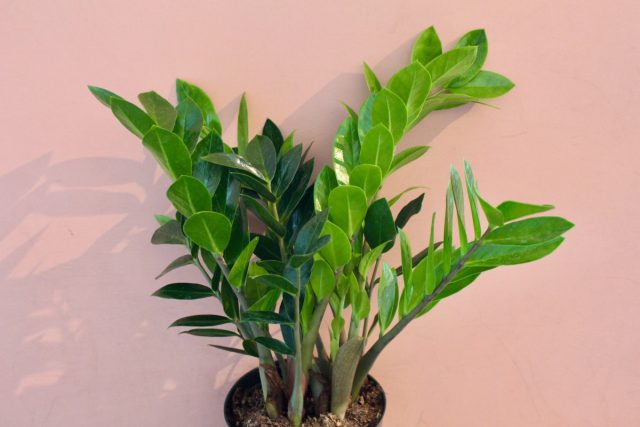 Красавец замиокулькас (Zamioculcas) являет собой всю роскошь темно-зеленого глянца и при этом не требует частых поливов Глянцевые листья замиокулькаса в горшке