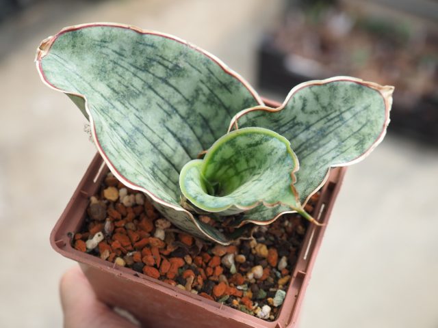 Миниатюрная сансевиерия Кирки (Sansevieria kirki) обладает милейшими волнистыми листьями Сансевиерия Кирки с декоративными листьями