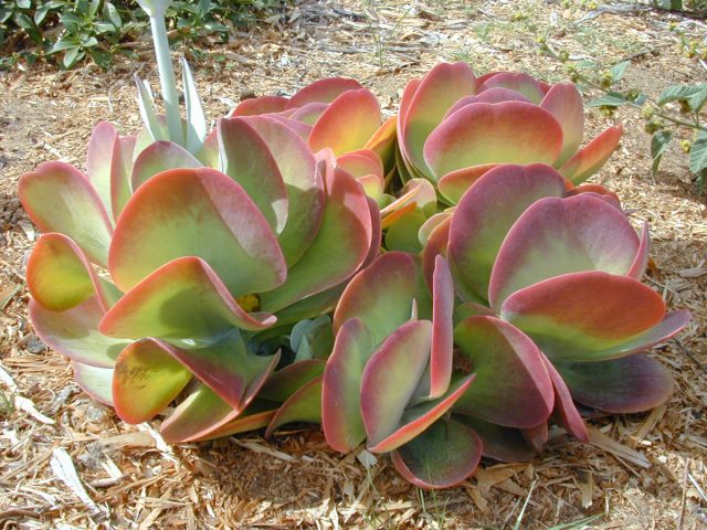 Каланхоэ метельчатоцветковое (Kalanchoe thyrsiflora) не потребует от вас ничего, кроме яркого освещения и редких поливов Каланхоэ метельчатоцветковое с восковым налетом