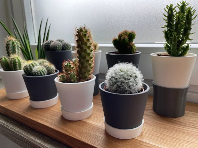 Кактус (Cactaceae) идеально подходит для офисов. Он великолепно обходится длительное время без поливов, его не пугают сухой воздух в помещении и редкие подкормки. Компактные кактусы для рабочего стола