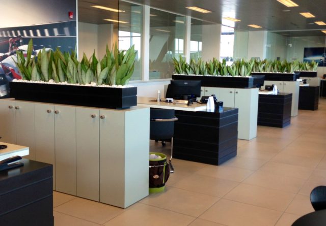 За длинные, заострённые листья сансевиерию (Sansevieria) прозвали «щучий хвост» и «тёщин язык». Это одно из самых «неубиваемых» растений для офиса. Сансевиерия в офисном пространстве