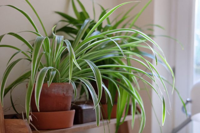 Хлорофитум (Chlorophytum) – неприхотливое комнатное растение с длинными листьями, собранными в прикорневую розетку. Хлорофитум не боится переливов и не требует сложного ухода, что делает его прекрасным вариантом для офиса. Хлорофитум в интерьере