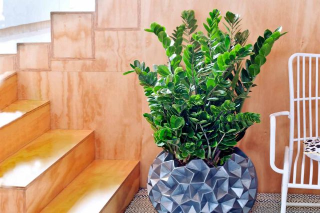 Замиокулькас (Zamioculcas) часто называют «долларовым деревом». Он не требует частых поливов, терпит частичное затенение и сквозняки, а вот избыток воды ему противопоказан. Замиокулькас в офисном интерьере