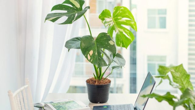 Монстера (Monstera) – эффектный экзот с крупными, рассеченными листьями. Может расти в условиях недостаточного освещения, поливать его нужно примерно раз в неделю. Монстера в офисе