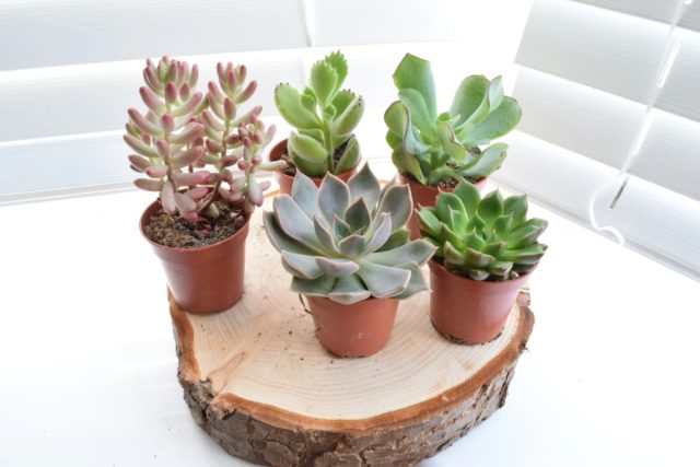 Эхеверия (Echeveria) – неприхотливый суккулент, являющийся родственником денежного дерева. Будет хорошо себя чувствовать на любом подоконнике, кроме того, что выходит на северную сторону. Её не пугают сухой воздух и редкие поливы, а вот застоя влаги в почве она не любит. Эхеверия в горшке