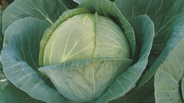 Впечатляющие размеры — главная фишка Мегатоны. Кочаны легко достигают 8-12 кг. Один такой гигант способен обеспечить квашеной капустой небольшую семью на всю зиму. Капуста Мегатон F1