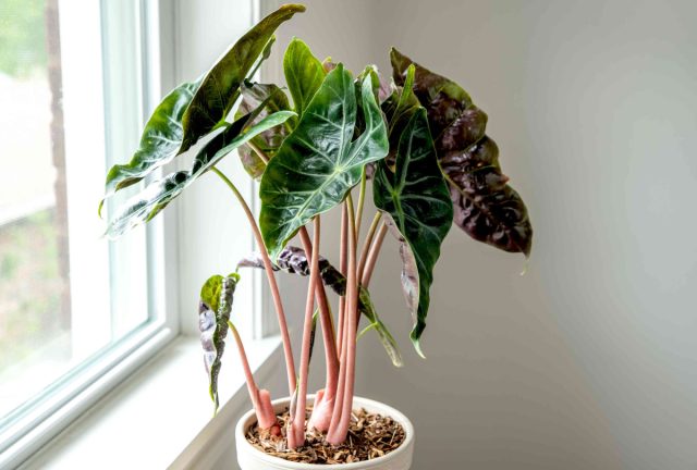 Алоказия «Пинк Драгон» (Alocasia 'Pink Dragon') Листья алоказии сорта Пинк Драгон