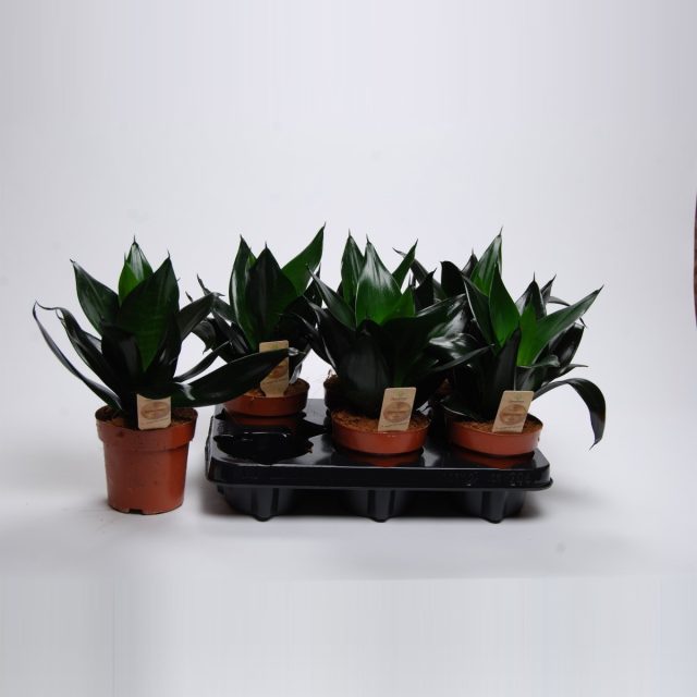 Сансевиерия «Блэк Драгон» (Sansevieria 'Black Dragon') Сансевиерия сорта Блэк Драгон