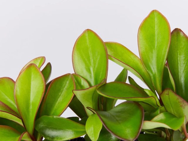Пеперомия «Ред Эдж» (Peperomia 'Red Edge') Пеперомия с красной каймой на листьях