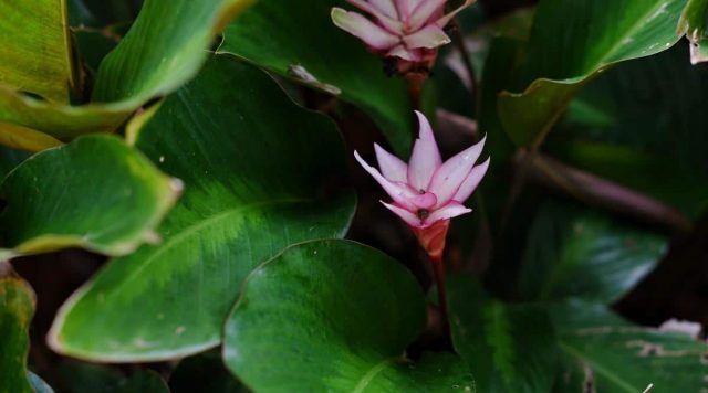 Калатея «Пинк Лотос» (Calathea 'Pink Lotus') Цветение калатеи Пинк Лотос