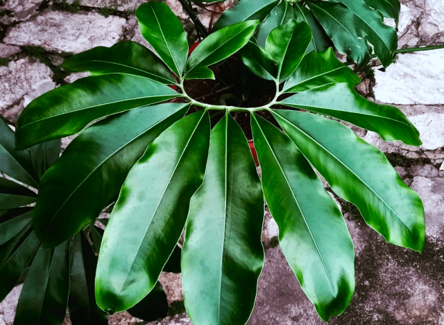 Филодендрон Гельди (Philodendron goeldii) Филодендрон Гельди в интерьере