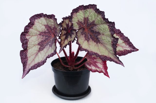 Begonia rex Yorqin rangli barglari bilan qirollik begoniyasi