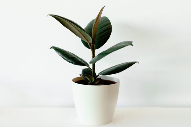 Kauchuk daraxti (Ficus elastica) Ichki qismdagi kauchuk zavodi