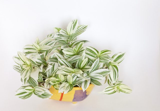 Tradescantia fluminensis Tradescantia albiflora osilgan qozonda